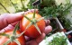 récolte tomate noir de crimée sur mon potager de balcon