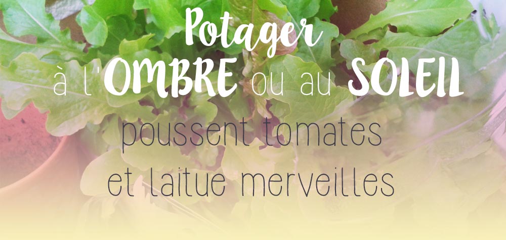 potager mi-ombre