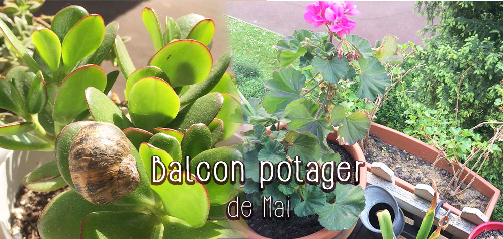 balcon potager en famille à Paris plante verte sur mon petit balcon