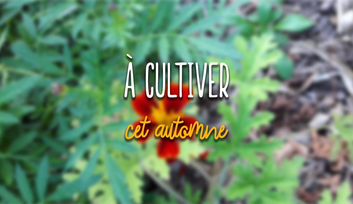 Semis d'automne au potager sur balcon