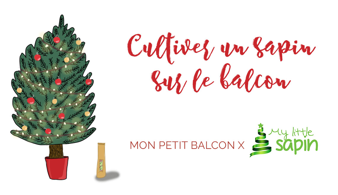 sapin français en pot my little sapin