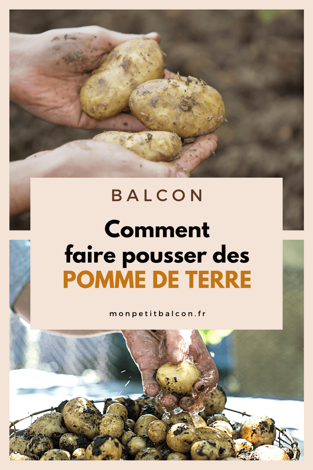 Tour De Pommes De Terre Au Potager Sur Balcon - Mon Petit Balcon